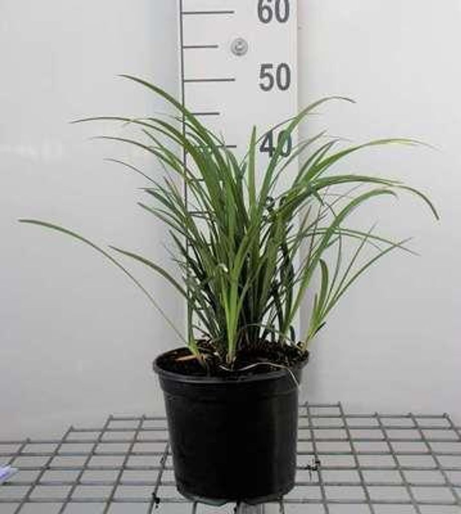 6 x Liriope musc. 'Big Blue' - Lilientraube - Topf 9 x 9 cm