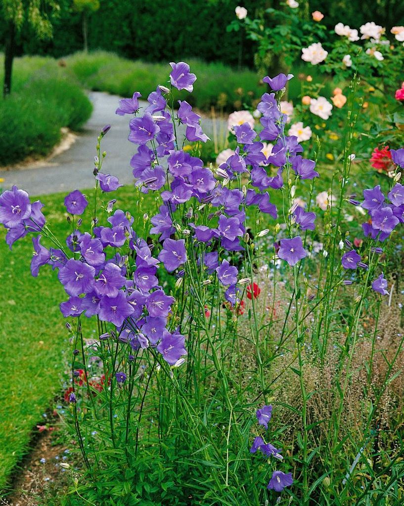 Campanula persicifolia 'Telham Beauty', Glockenblume, blau, ca. 9x9 cm Topf