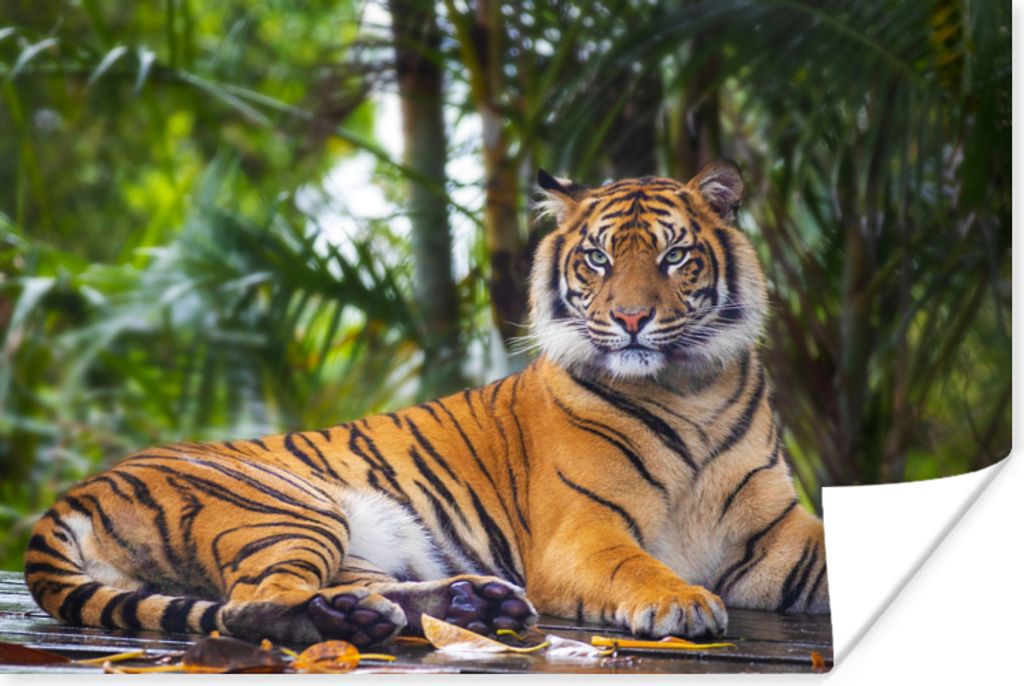 MuchoWow Poster Tiger - Tiere - Wald - Dschungel 120x80 cm - Bilder