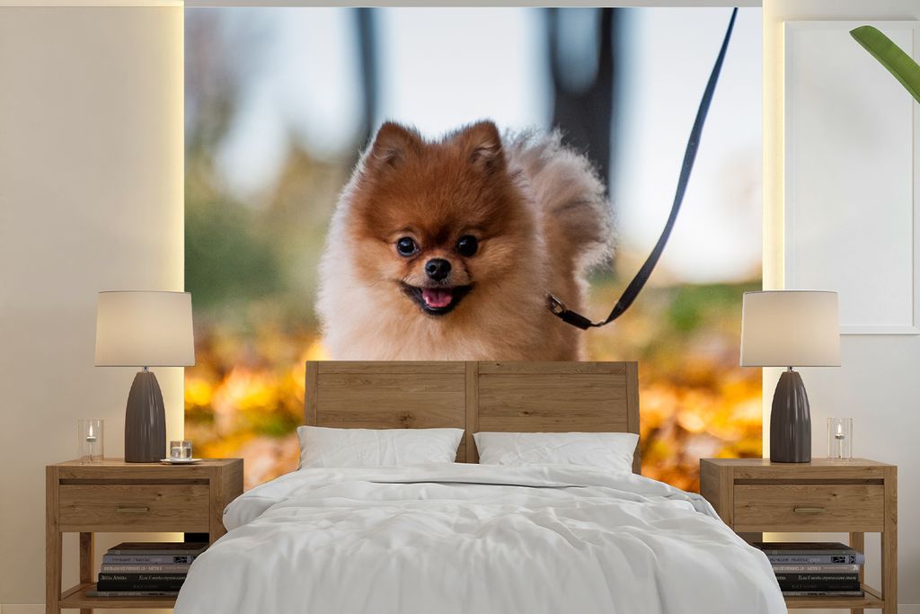 MuchoWow Fototapete für Wohnzimmer oder Schlafzimmer Wandtapete Vinyl Motivtapete Pomeranian im Laub - 240x240 cm - Schlafzimmer-Tapete