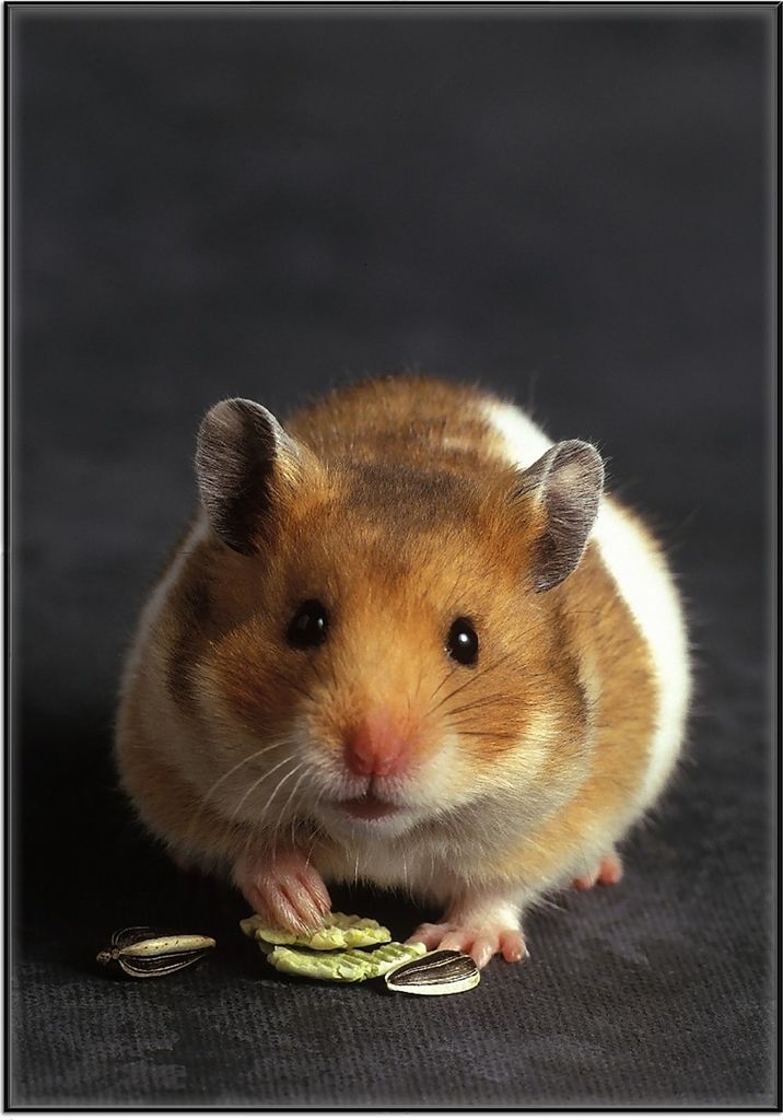 Wallario Wandbild Putziger Hamster mit Nüssen zwischen den Pfoten, Größe: 70,30 x 100,30 cm, Poster mit schwarzem Aluminiumrahmen