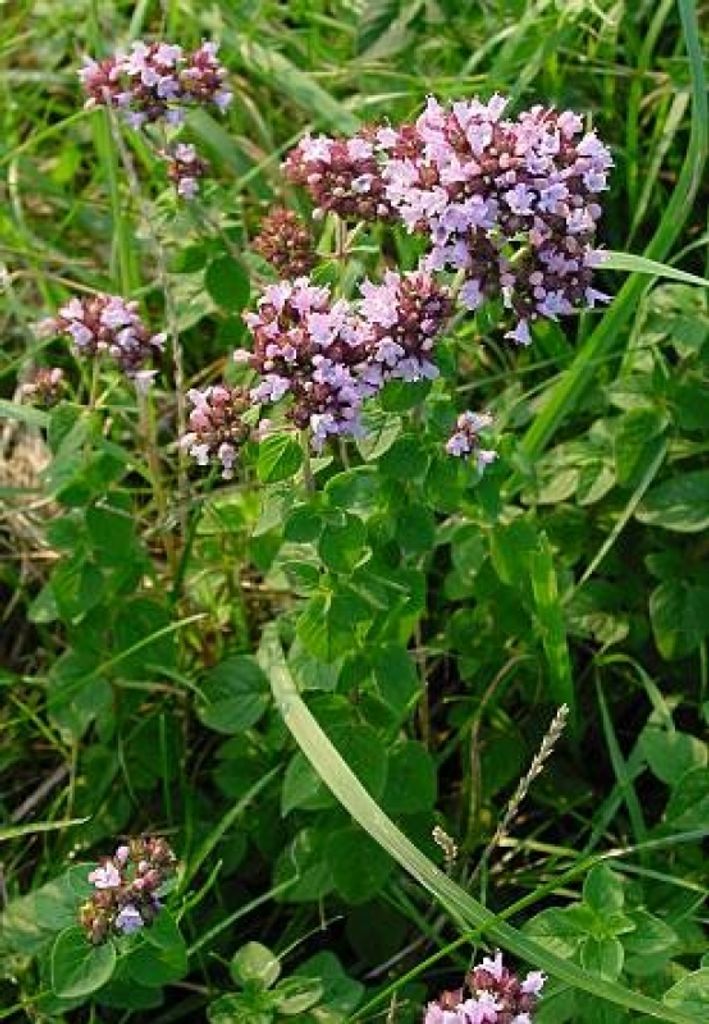 6 x Gewöhnlicher Dost, Majoran, Origanum vulgare, Gewürzpflanze, Tb 9