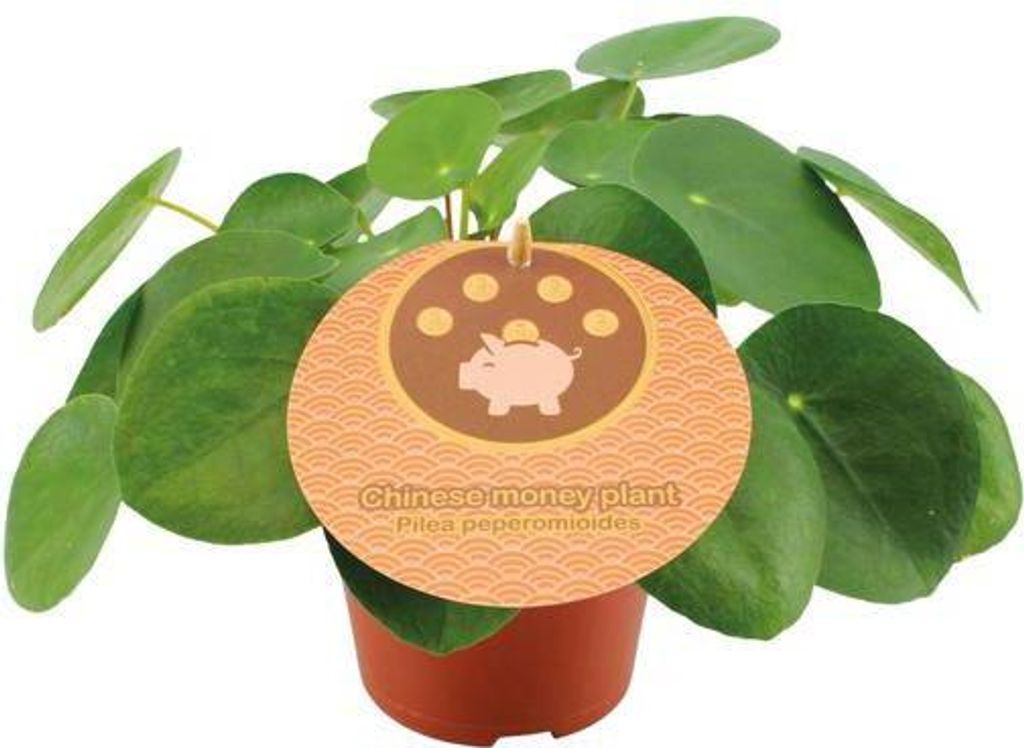 Pilea Peperomioides Chinesischer Geldbaum Ø12cm 20cm Trendige Zimmerpflanze
