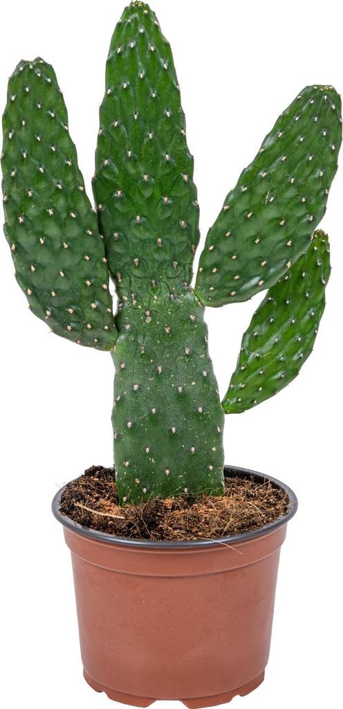 Bloomique - Opuntia Rubescens - Road Kill Kaktus - Produktbild 