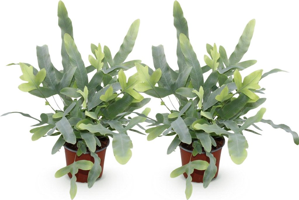 Blauer Farn Phlebodium Blue Star Ø12cm 25-30cm 2 Pflanzen Zimmerpflanze