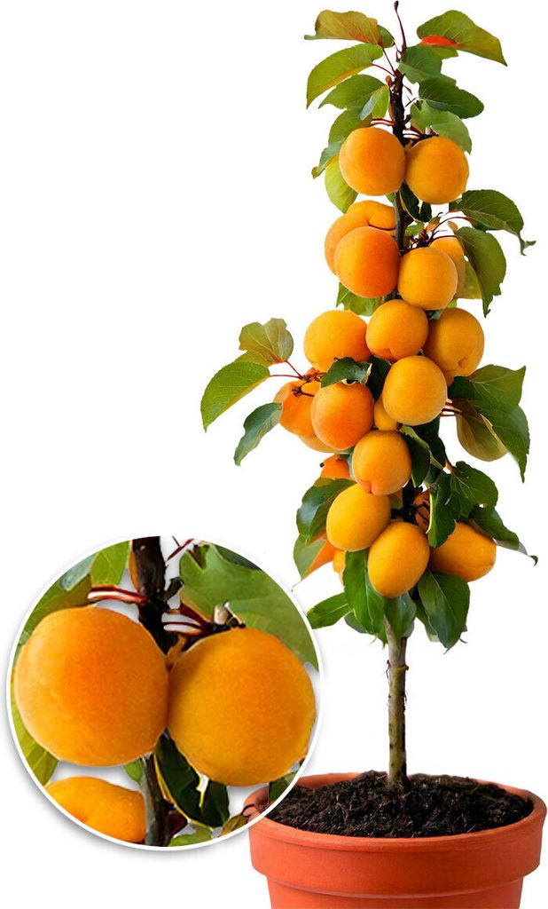 A potted columnar apricot tree with many fruits and leaves, shown against a white background. A close-up inset shows two apricots.