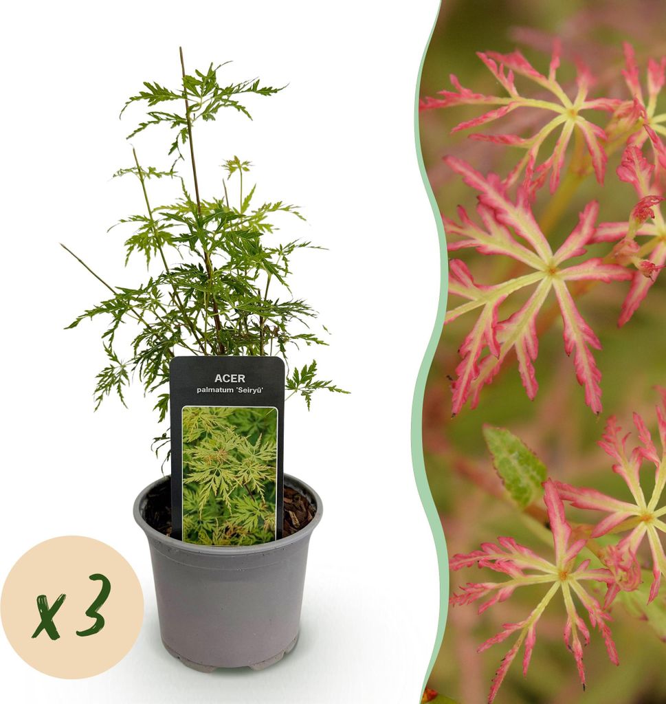 GreenboutiQ - Gartenpflanze - Acer palmatum Seiryu - Grün 3 Pflanzen - Laubabwerfend - Wenig Pflege - Topf 12cm Höhe 35cm