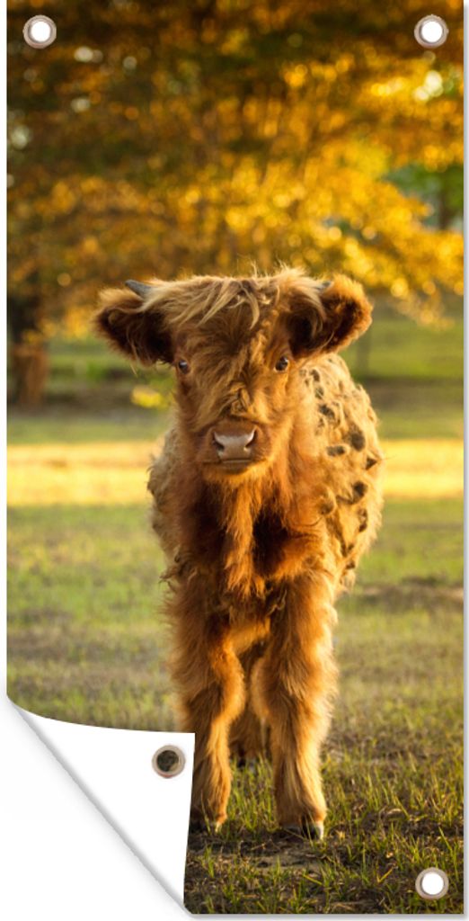 MuchoWow 40x80 cm Outdoor-Poster Gartendeko Sichtschutz Garten Poster für den Garten Schottischer Highlander - Kalb - Herbst