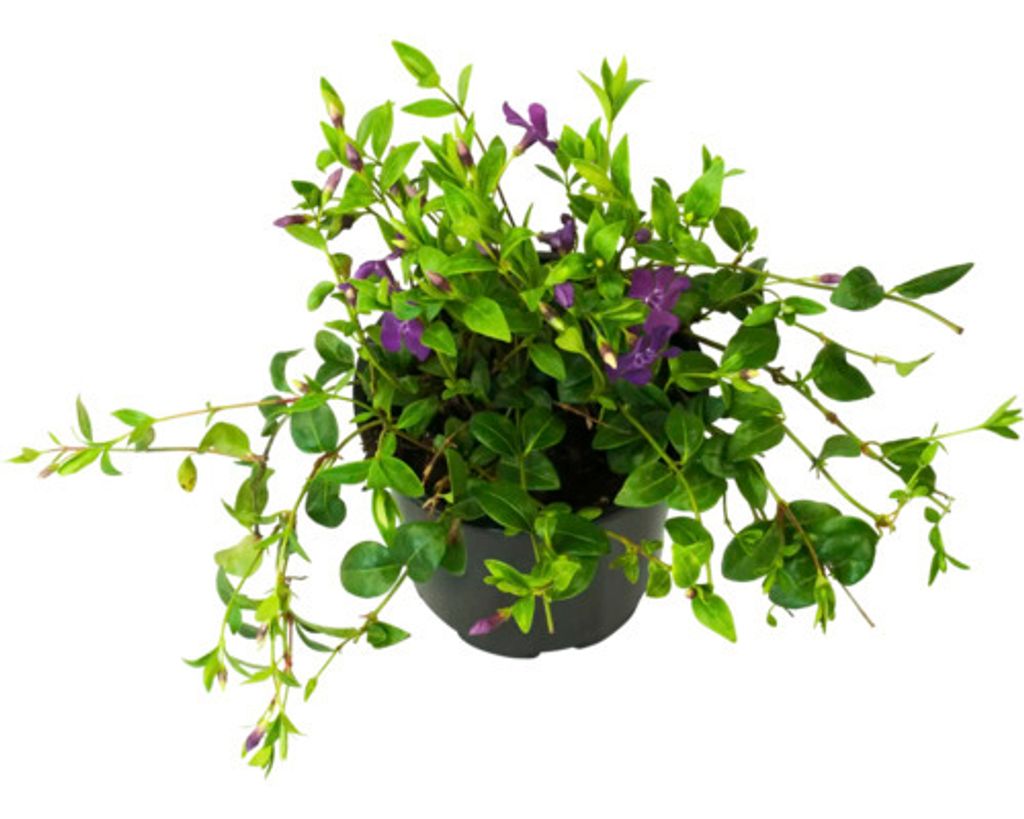 Barvínek fialový FloraSelf Vinca minor 'Atropurpurea' Obrázek produktu 