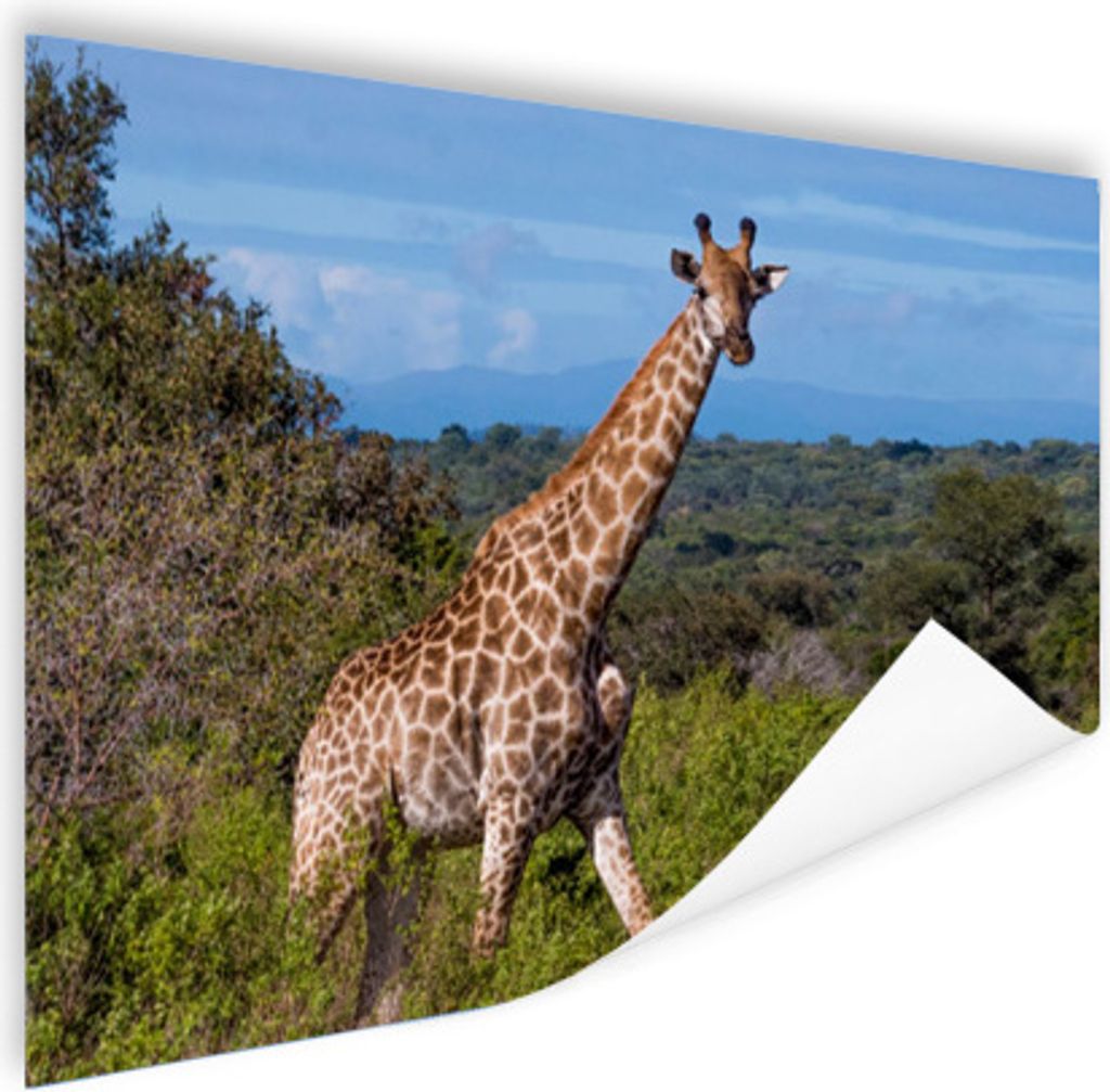 MuchoWow Poster Giraffe - Pflanzen - Baum 120x90 cm - Wandbild