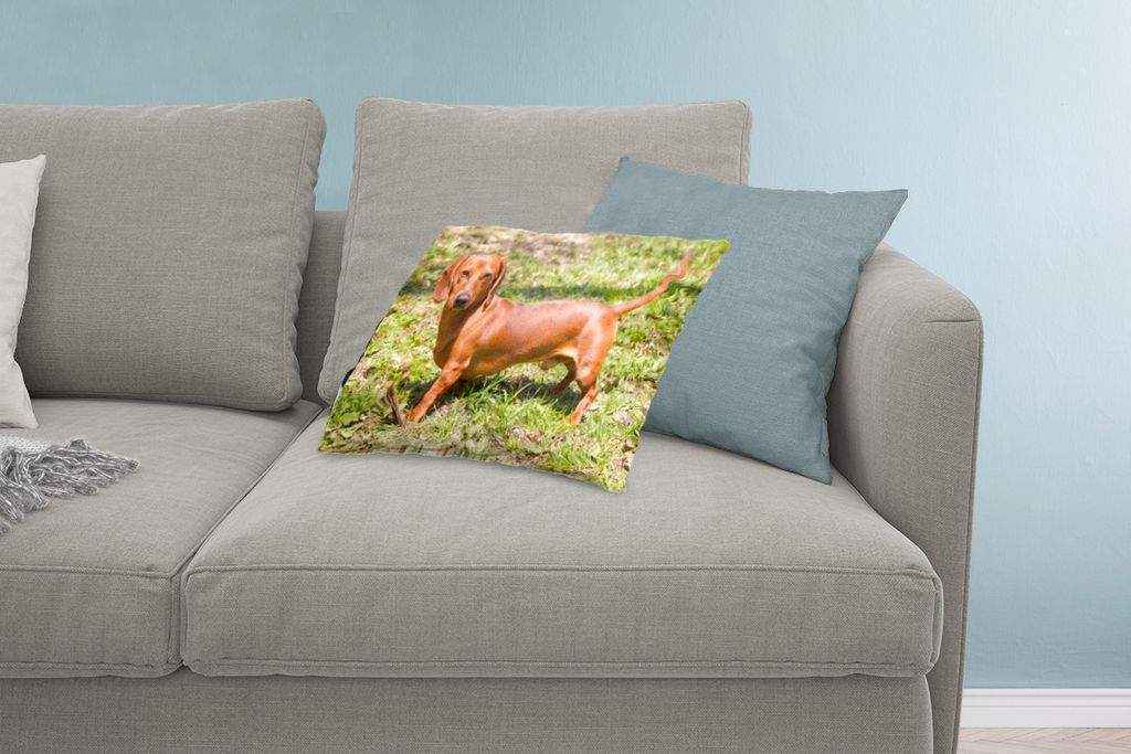 MuchoWow Zierkissen Sofakissen Wohnzimmer Dekokissen 60x40 cm Schöner Dackel auf einer sonnigen Wiese - Kopfkissen - Polster mit Foto