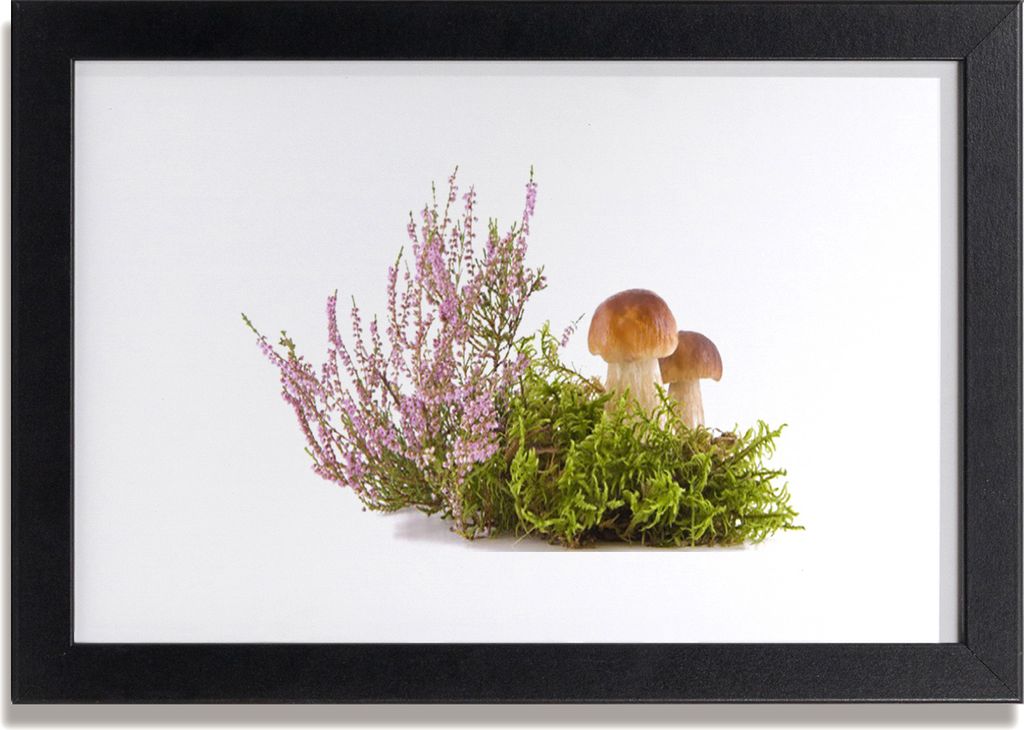 Bild 30x20 MDF-Rahmen Wandkunst Pflanze Pilze Natur