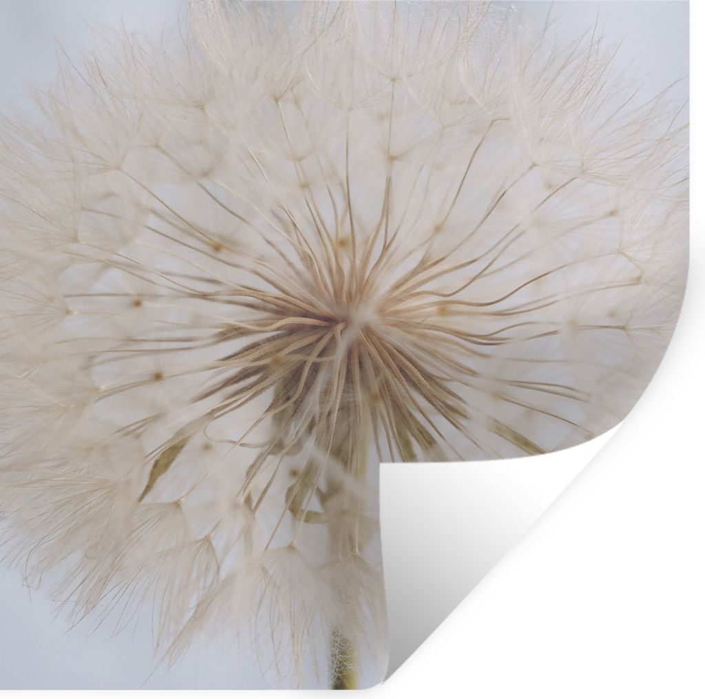 MuchoWow Wandtattoo Wandsticker Wandaufkleber Blumen - Löwenzahn - Entwurf 100x100 cm Selbstklebend und Repositionierbar - Wierderverwendbar - S...