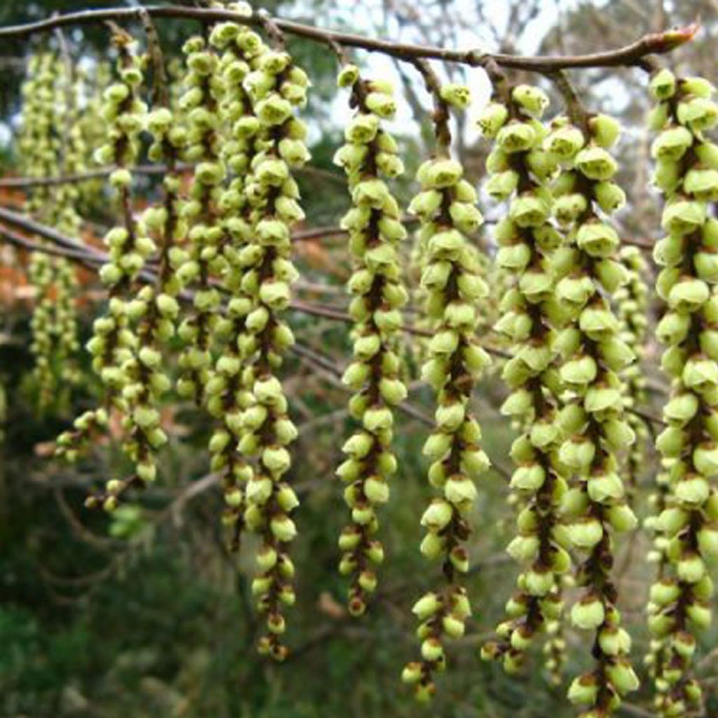 Chinesischer Perlschweif - Stachyurus chinensis 'Celina' | 40-50 cm in Container