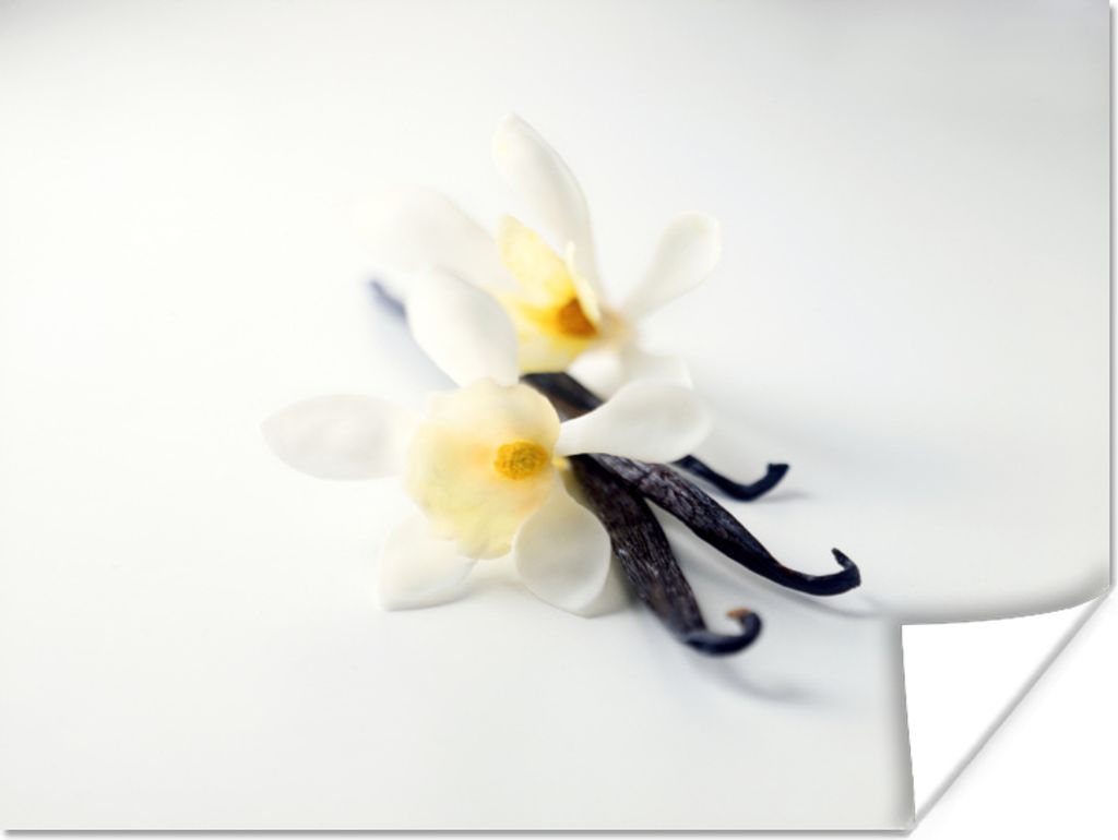 MuchoWow Poster Dunkle Vanillestangen umgeben von den hellen Blumen 120x90 cm - Wandbild