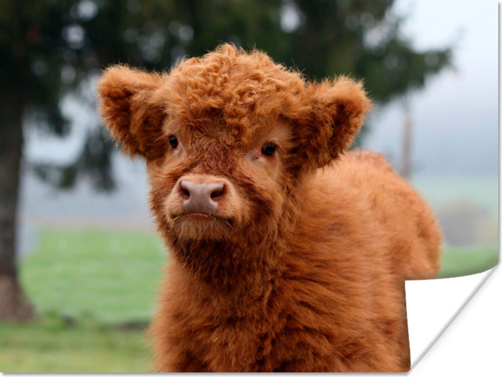 MuchoWow Poster Scottish Highlander - Kalb - Gras 40x30 cm - Plakate für die Wände - Poster Wohnzimmer