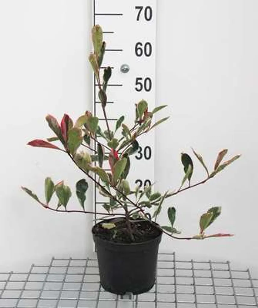 Photinia fraseri Pink Marble Cassini - Néflier blanc-vert 40-60 cm