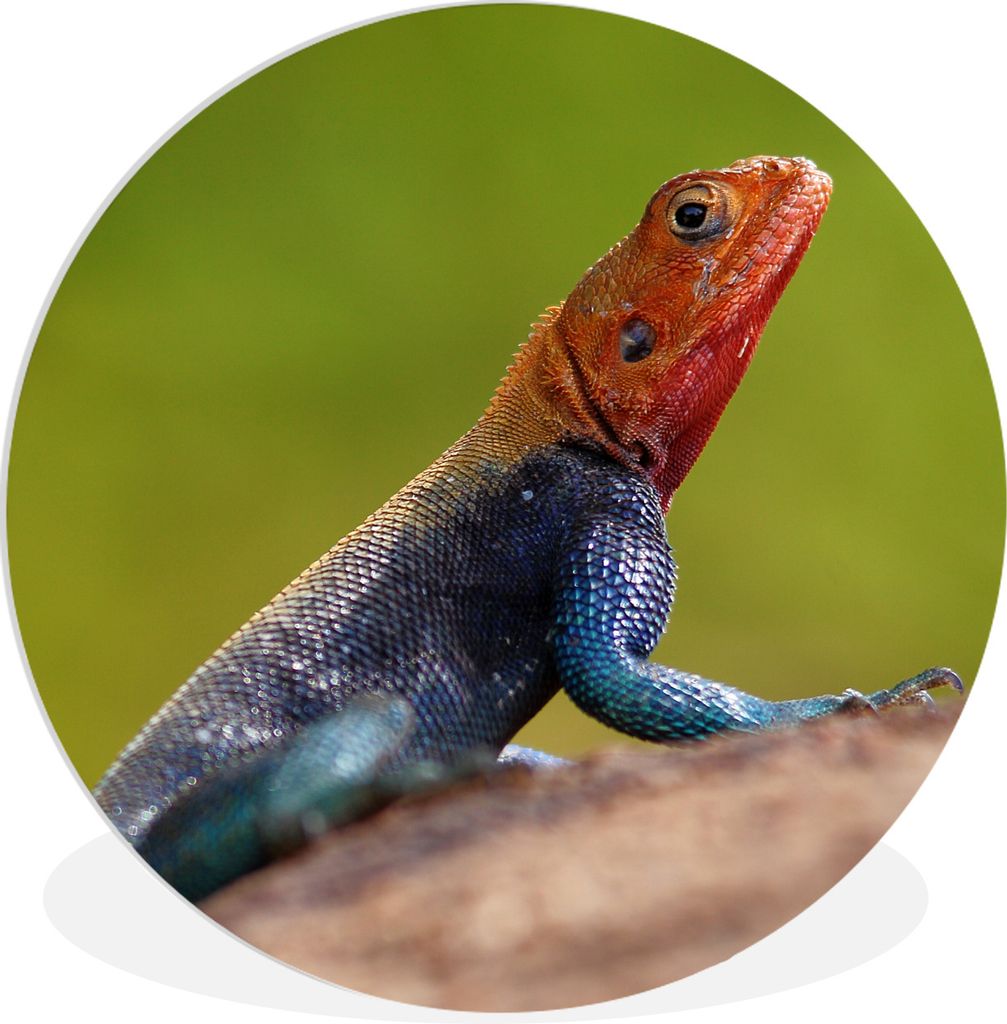 MuchoWow Rundes Wandbild - Runde Bilder Eine Nahaufnahme einer männlichen rötlichen Eidechse Ø 30 cm Kreis Wanddekoration Kunststoff - Wandkre...