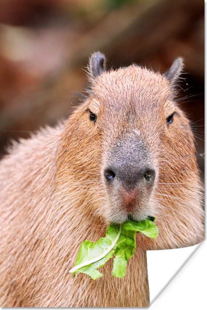 MuchoWow Poster Ein Wasserschwein isst grünen Salat 60x90 cm - Wanddekoration