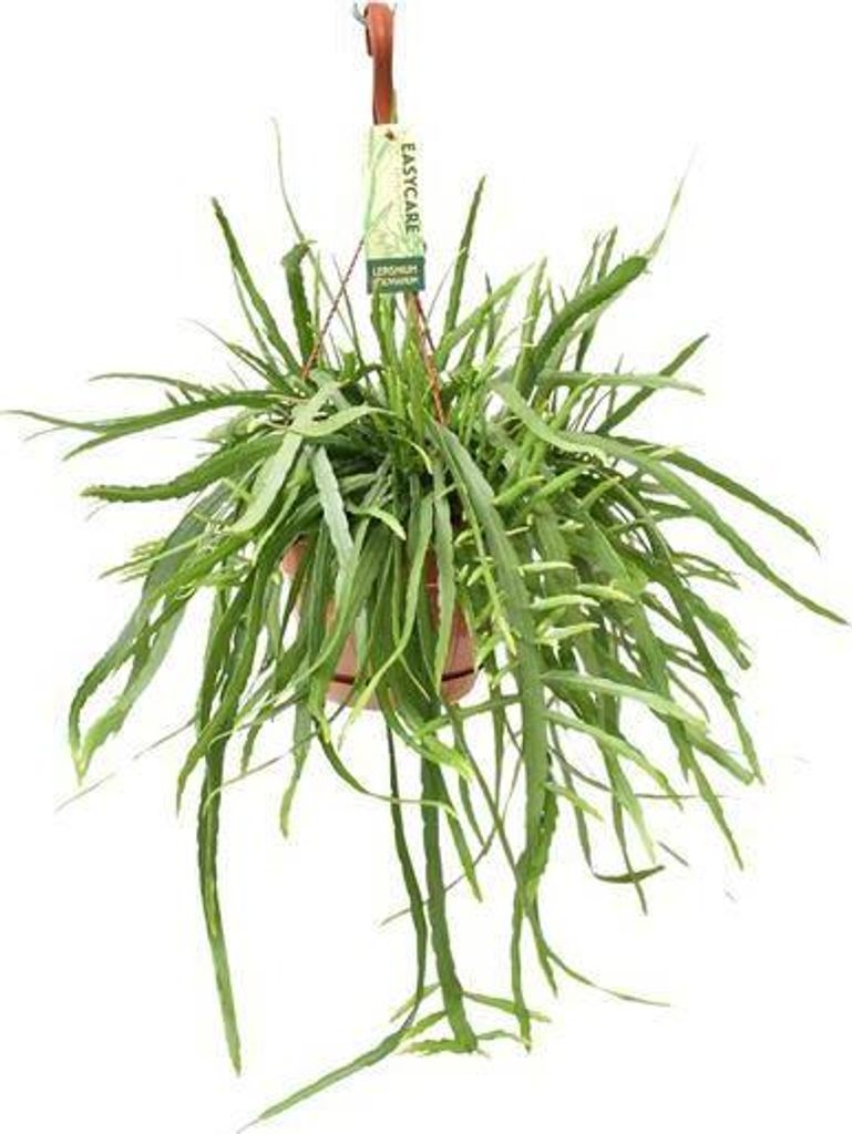Listový kaktus Lepismium bolivianum, průměr 17 cm, výška 55 Obrázek produktu 