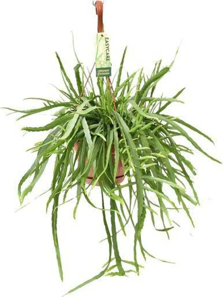 Cactus Exotique Facile Lepismium Bolivianum - Longue Cascade de 55cm