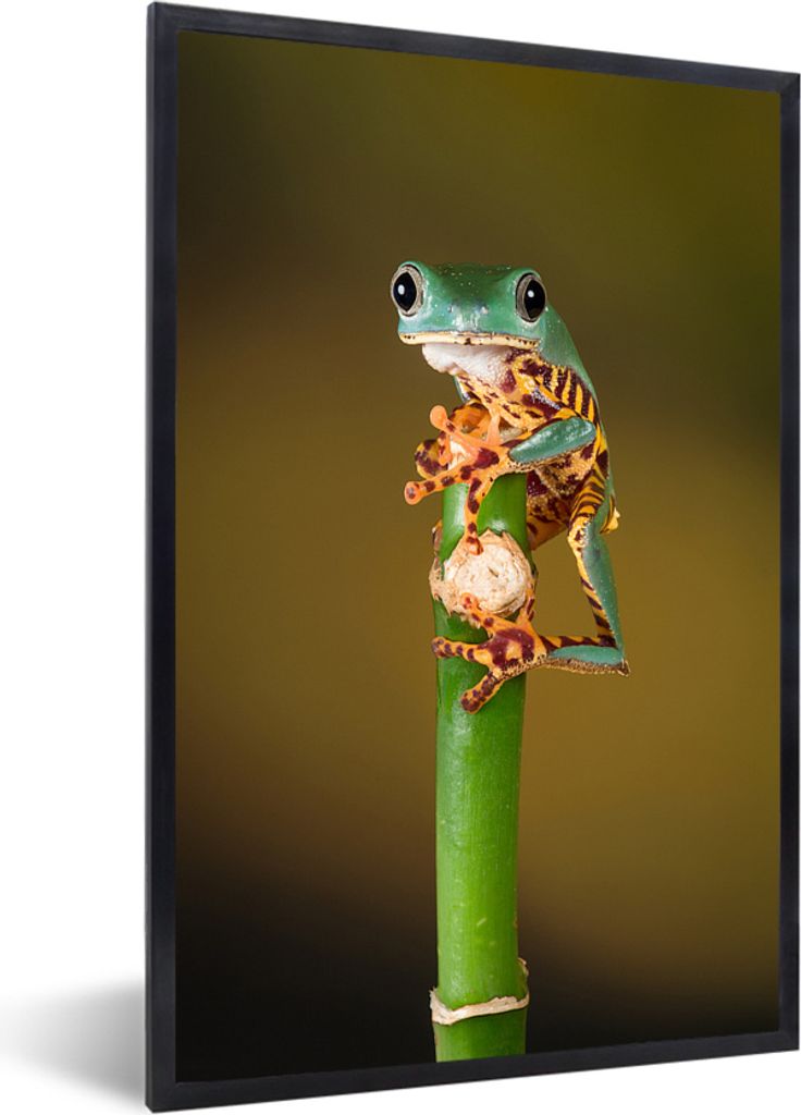 MuchoWow MuchoWow Gerahmtes Poster Frosch auf grüner Pflanze, Nahaufnahme 40x60 cm - Poster mit zchwarzem Bilderrahmen - Papierdruck - Wandbilder