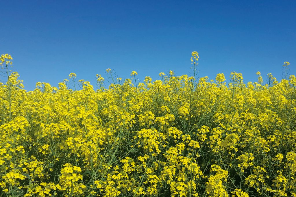 Blumen Kunstdruck Bild - Goldenes Rapsfeld Vor Tiefblauem Himmel (80 x 120 cm)