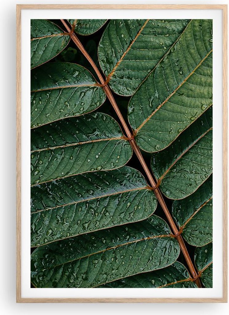 Gerahmtes Poster - Rahmen in heller Eiche - Tropfen Wasser Blätter - 70x100 cm - Wand Bild - Wanddeko - Wandbilder - Wandposter - Bilderrahmen - B...