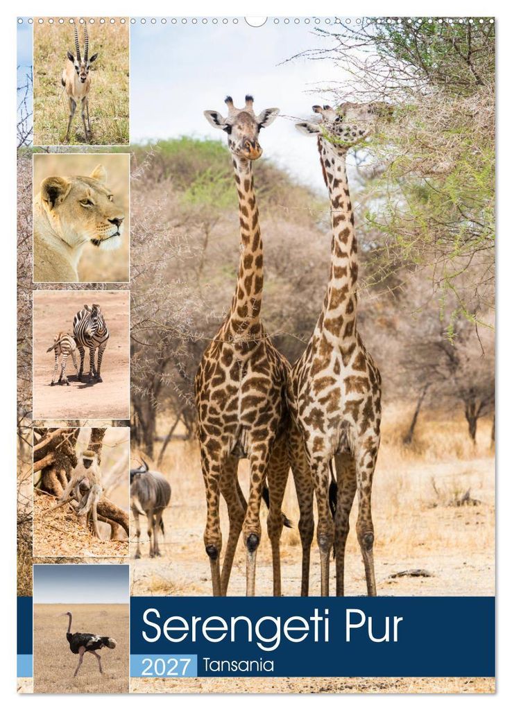 Serengeti Pur - Tansania (Wandkalender 2027 DIN A2 hoch), CALVENDO Monatskalender