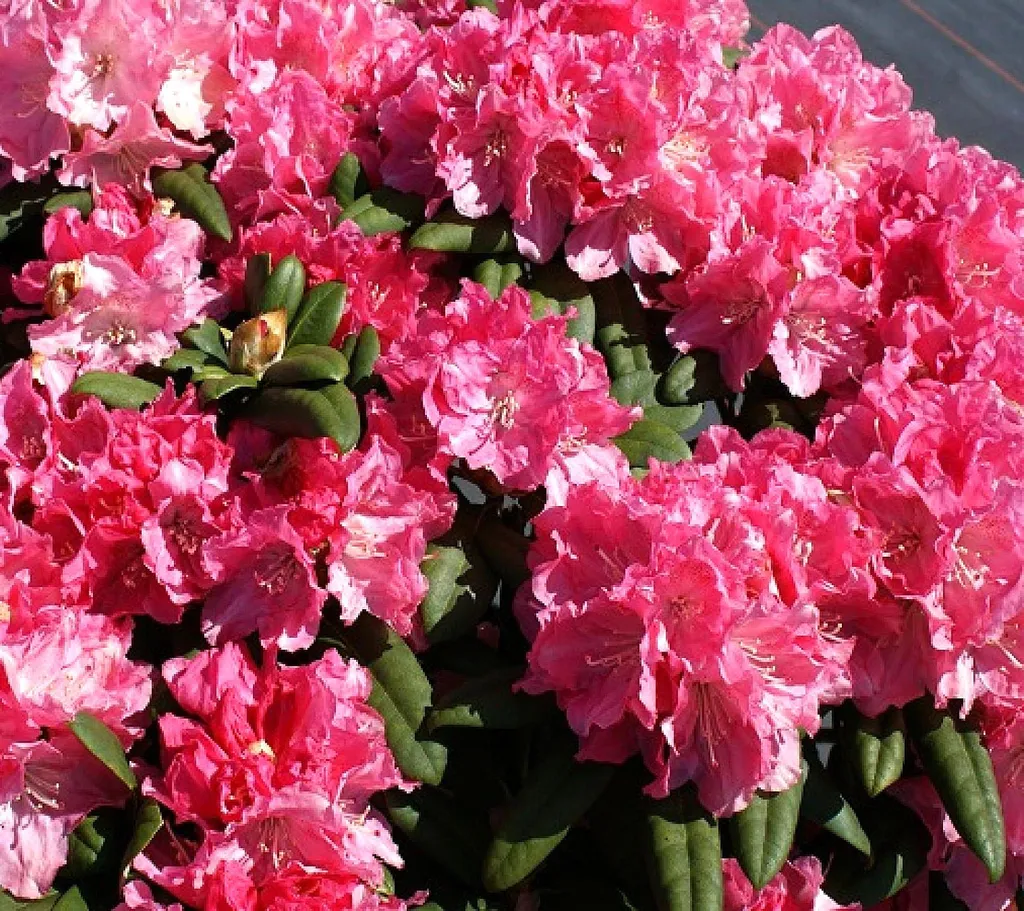Rhododendron Anuschka Azalée japonaise rose et blanc sur tige 60-80 cm