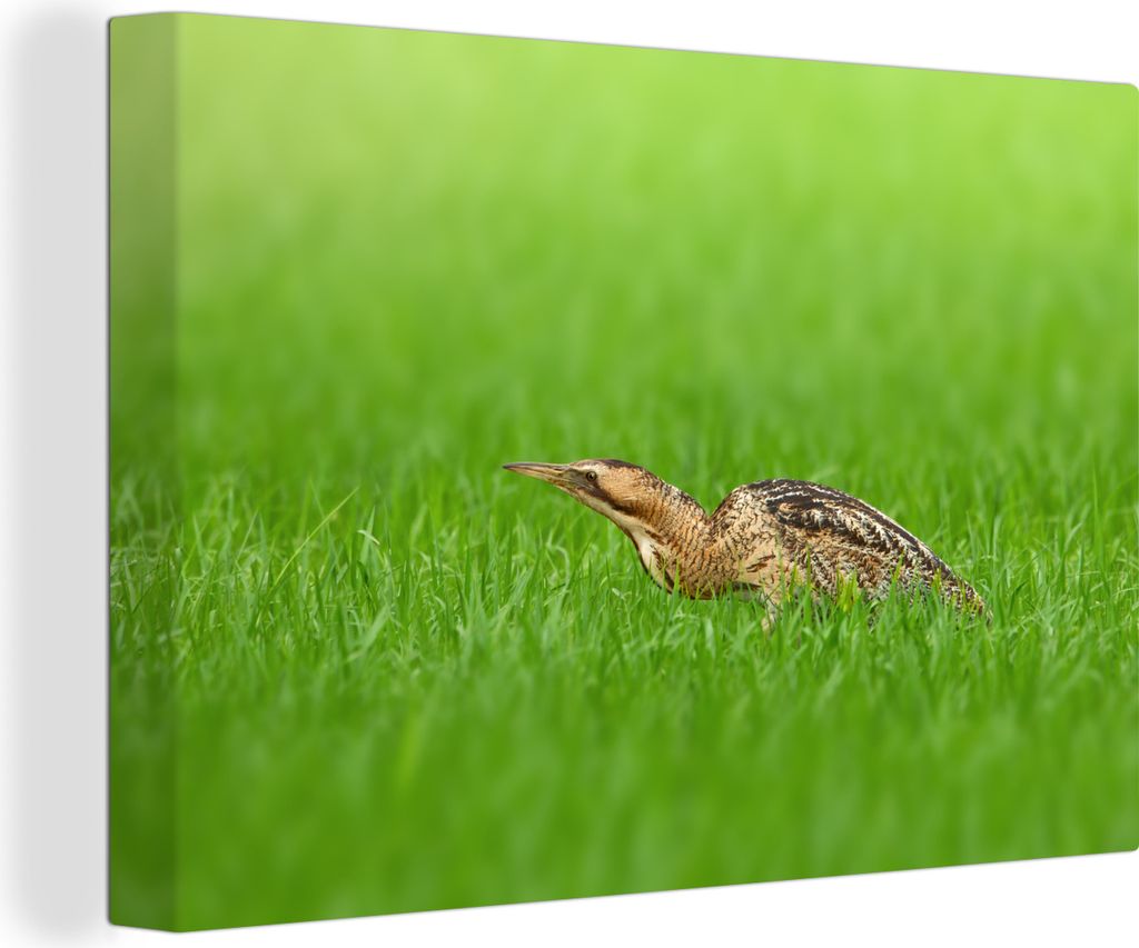 OneMillionCanvasses - Leinwandbilder - 140x90 cm, Eine Rohrdommel läuft tief durch die Wiesen, Wandbilder Kunstdruck Wanddekoration - Foto auf L...
