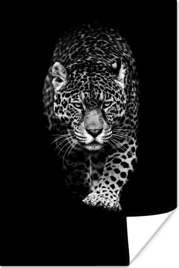 MuchoWow Poster Tiere - Schwarz - Leopard - Weiß - Wild 80x120 cm - Papierdruck