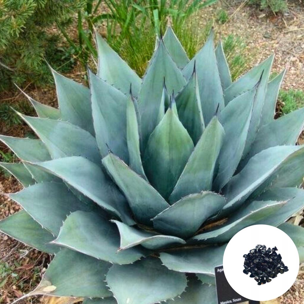 Exotické semená - balenie 5 ks - Mrazuvzdorná - Agave Obrázok produktu 