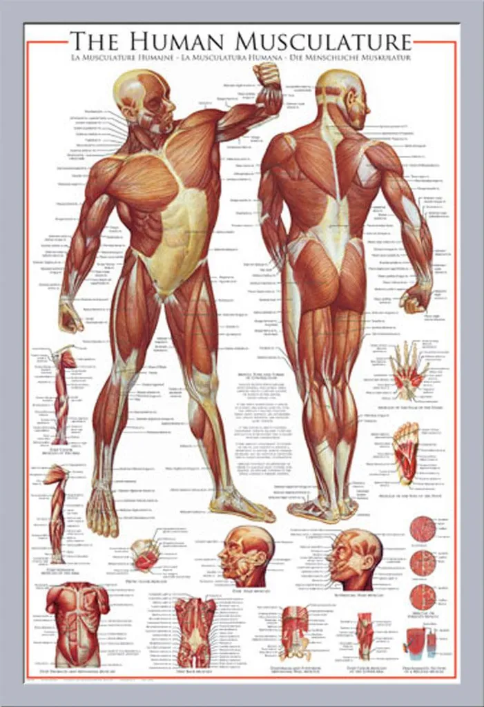 Apprendre l'Anatomie Facilement : Poster Système Musculaire Cadre Argenté