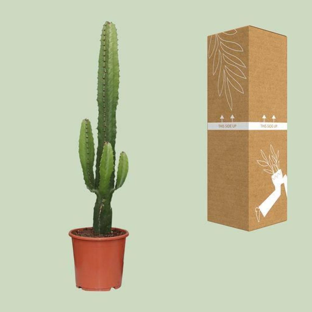 Euphorbia acurensis Ø 17 cm, 50 cm - Euphorbe cactée - Image du produit 