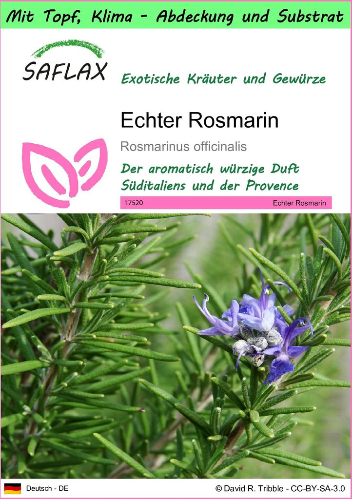 SAFLAX Garden to go - Echter Rosmarin - Rosmarinus Produktbild 