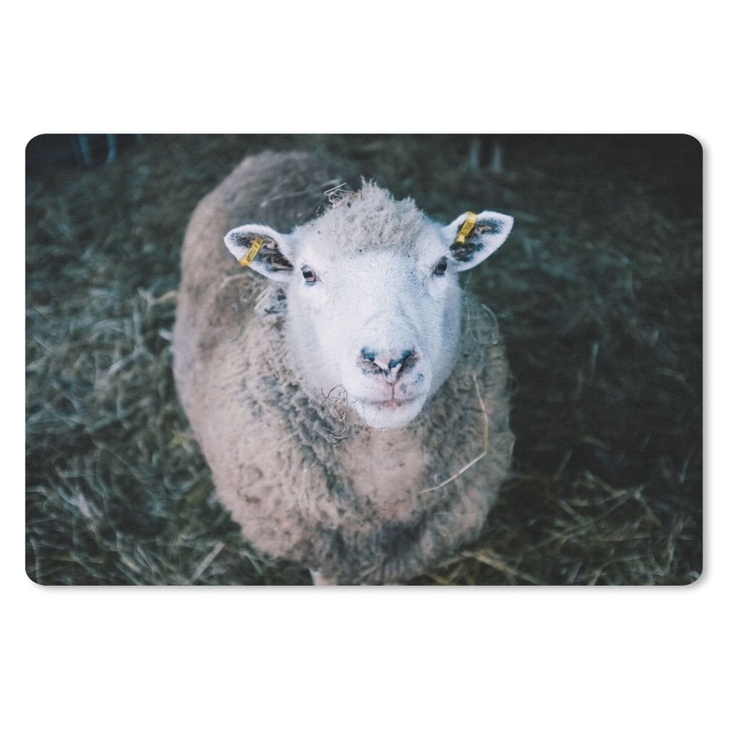 MuchoWow® Schreibtischunterlage Schafe - Tiere - Rinder Produktbild 