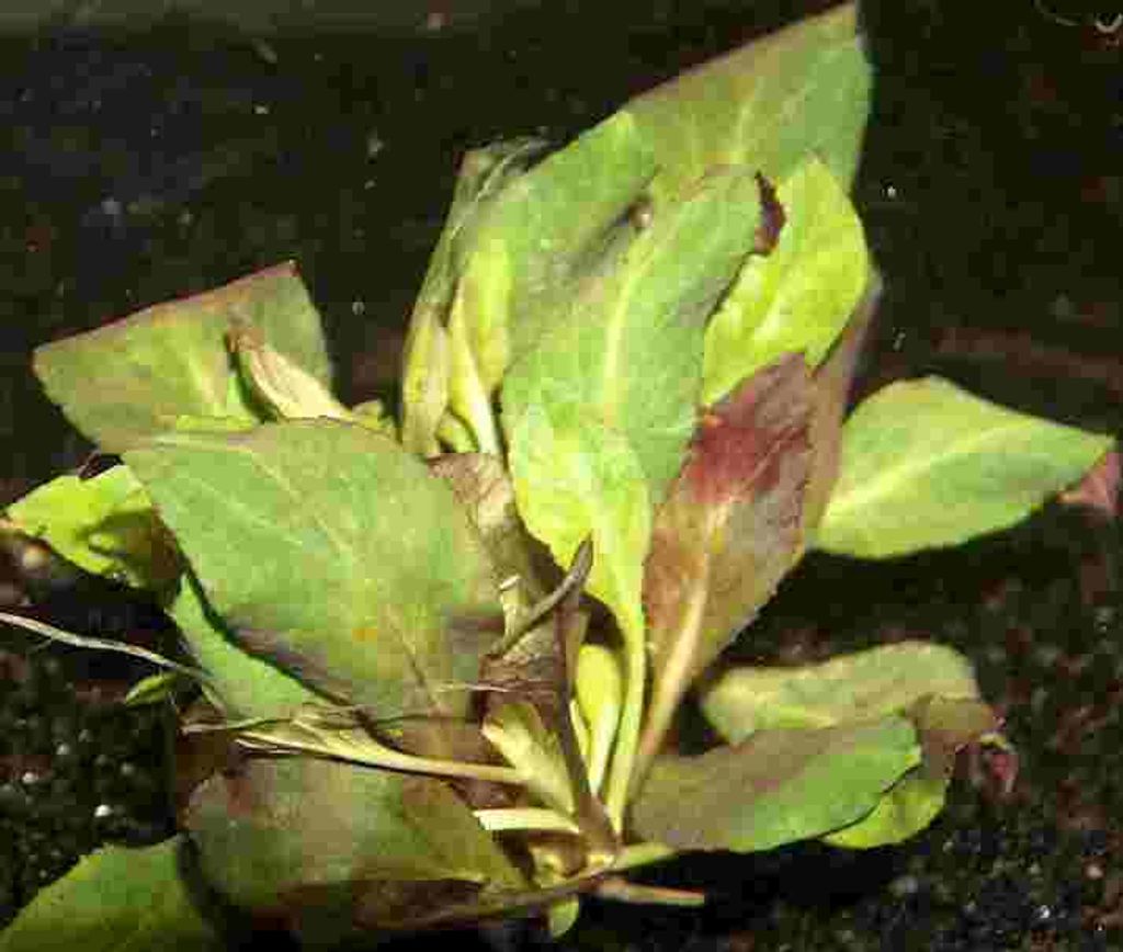 1 Bund Lobelia cardinalis, scharlachrote Lobelie