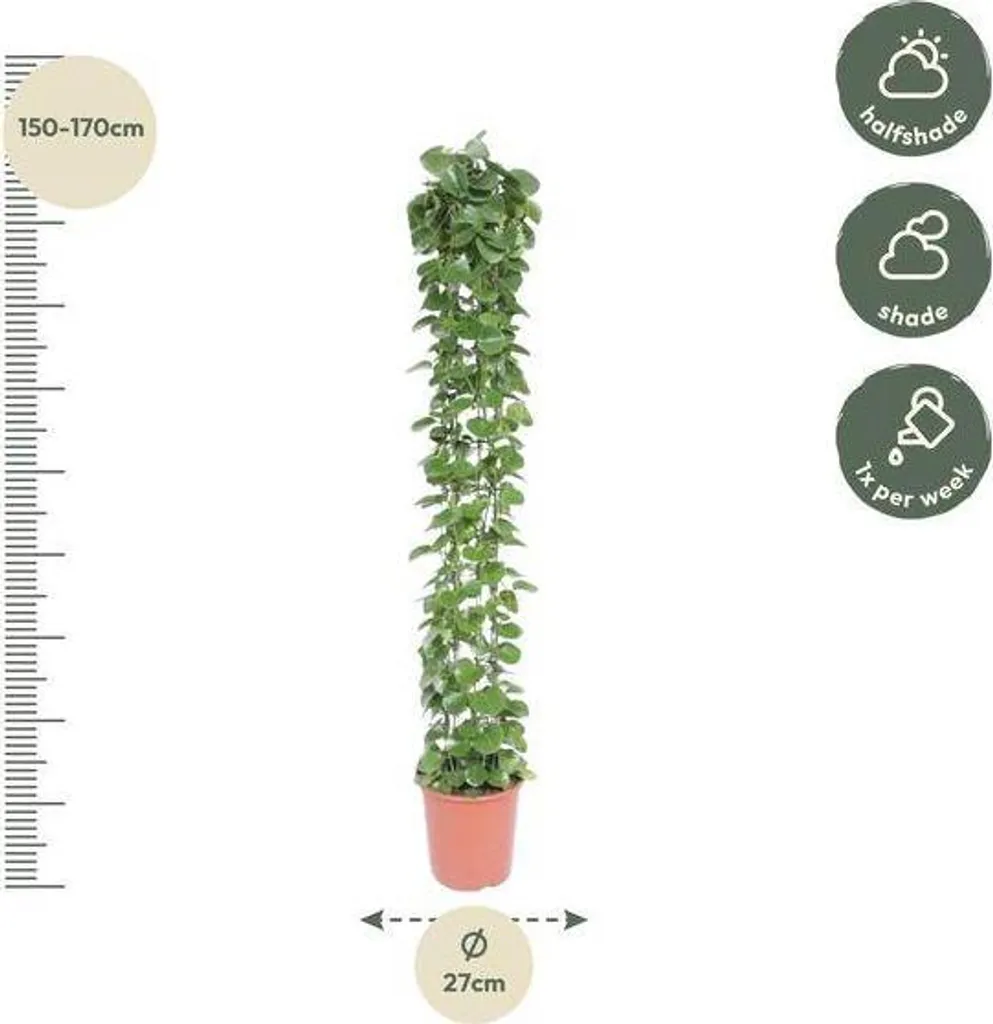 Grande plante grimpante d'intérieur Cissus rotundifolia 160 cm