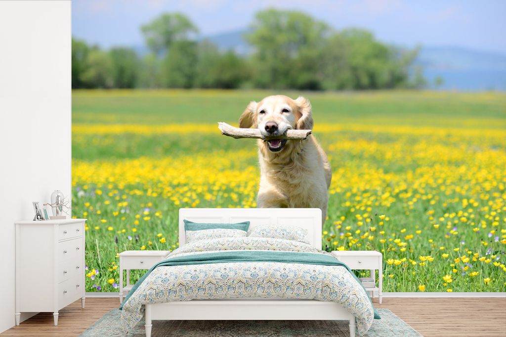 MuchoWow Fototapete für Wohnzimmer oder Schlafzimmer Wandtapete Vinyl Motivtapete Golden Retriever mit einem Zweig im Maul zwischen gelben Blume...