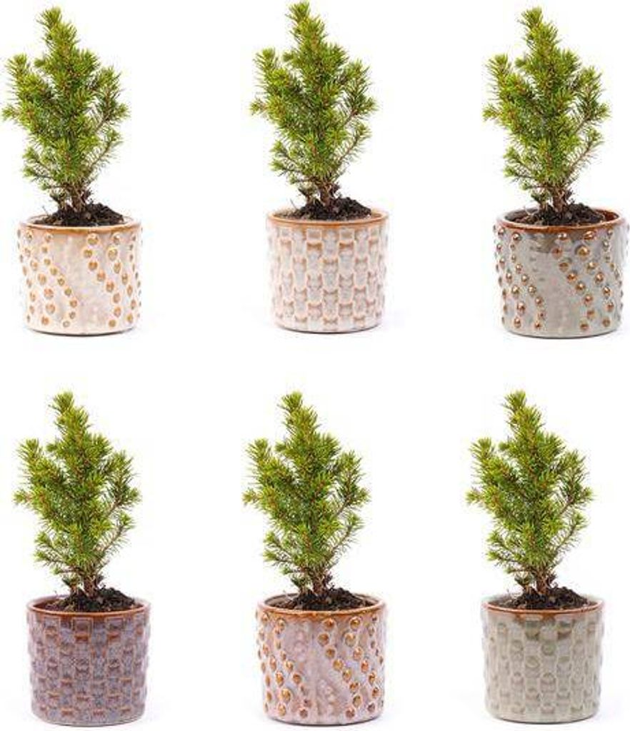 Mini Weihnachtsbaum Set 6 Tannen – LED Lichter Keramiktöpfe Weihnachts-Pflanzset
