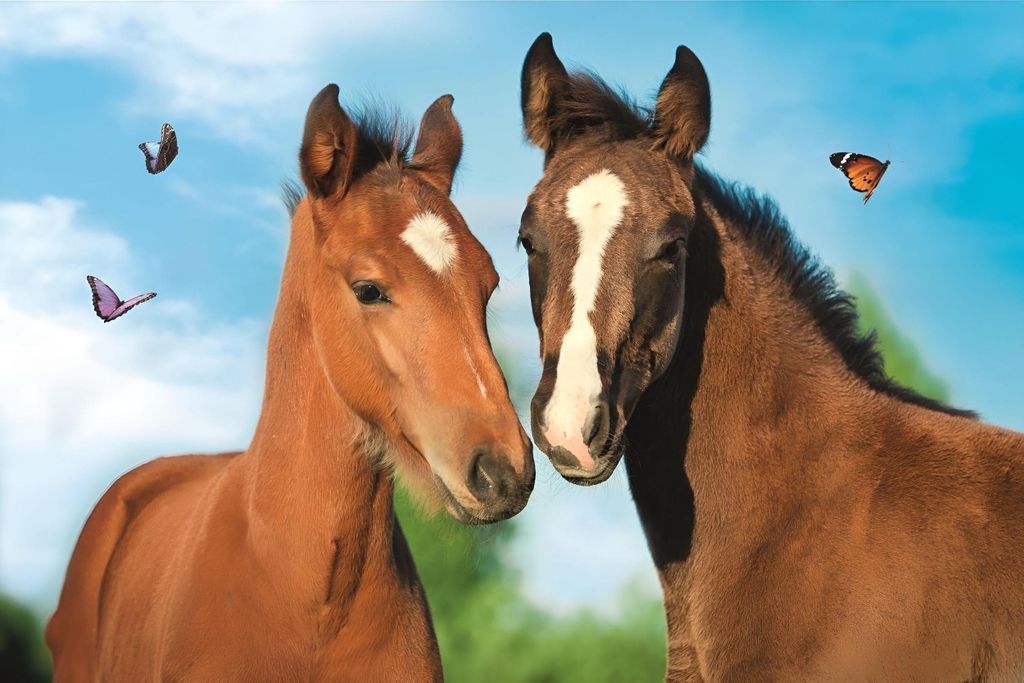 TREFL Puzzle Niedliche Tiere: Pferdepaar 54 Teile Produktbild 