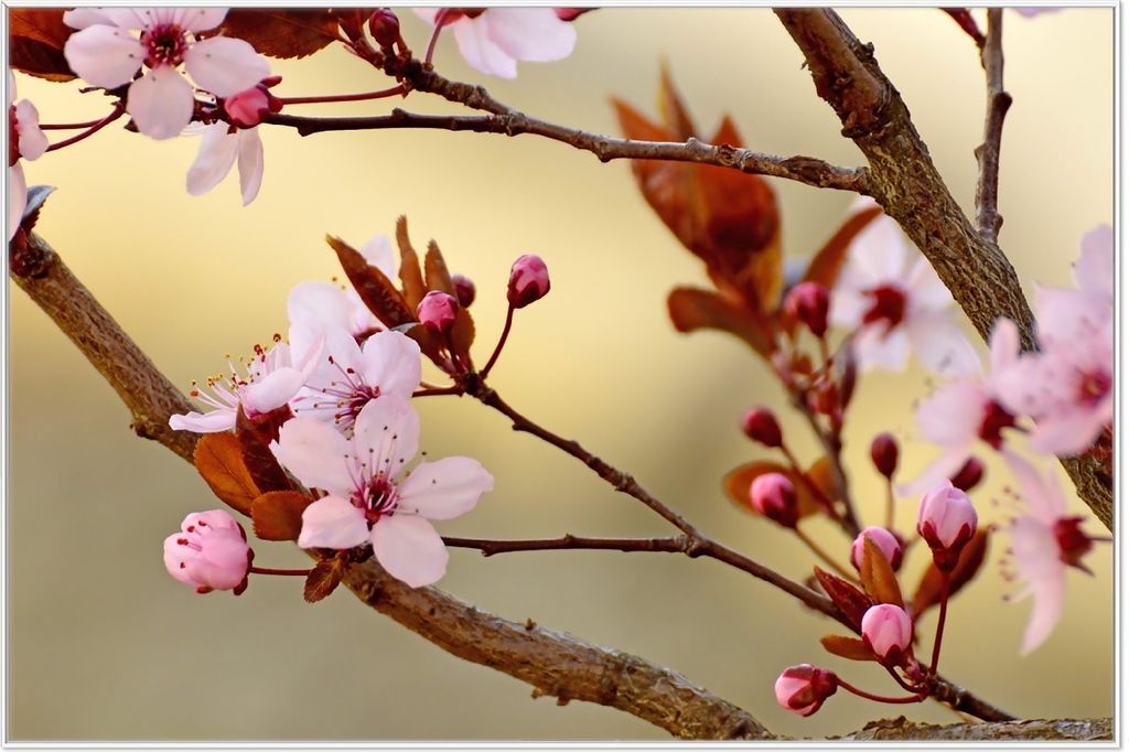 Wallario Wandbild Frühlingsgefühle I - Kirschblüten in Nahaufnahme, Größe: 61 x 91,50 cm, Poster mit weißem Aluminiumrahmen