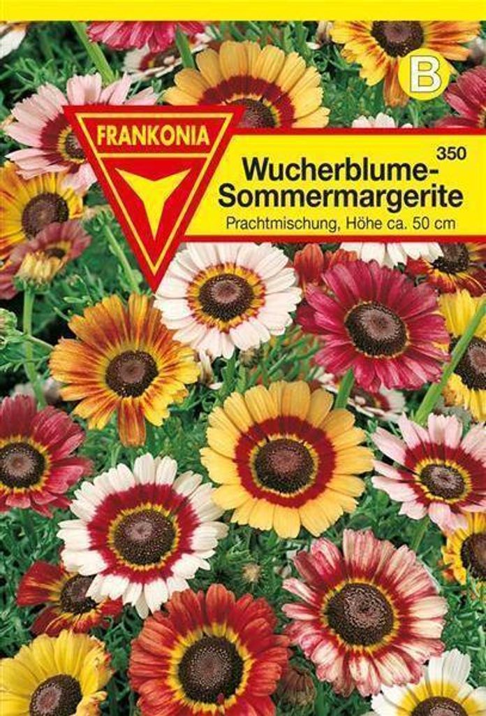 Sommer-Margeriten Mischung Produktbild 