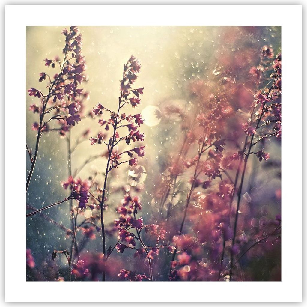 Poster - Poster ohne Rahmen - Blumen Regen Licht - 50x50 cm - Wand Bild - Wanddeko - Wandbilder - Kunstposter - Wandposter - Bilder - Kunstdruck - ...