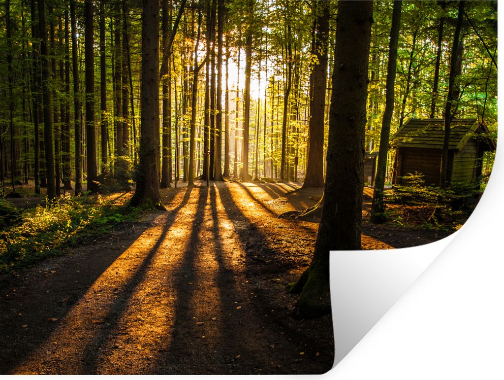 MuchoWow Wandtattoo Wandsticker Wandaufkleber Sonne - Bäume - Wald - Landschaft - Natur 80x60 cm Selbstklebend und Repositionierbar - Faltenfrei