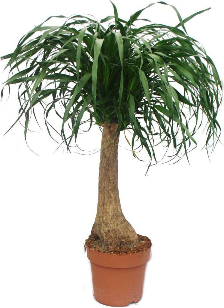 Elefantenfuss - unverzweigt - Zimmerpflanze - ca. 80cm