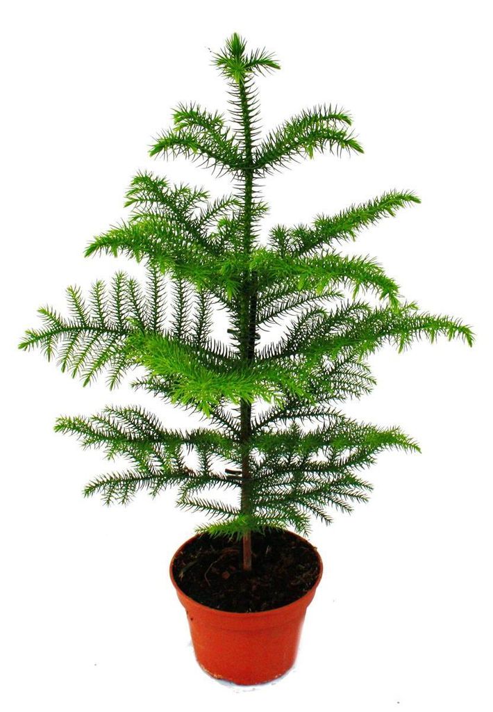 Araukaria (Sapin d'intérieur) - Araucaria heterophylla - Zdjęcie produktu 