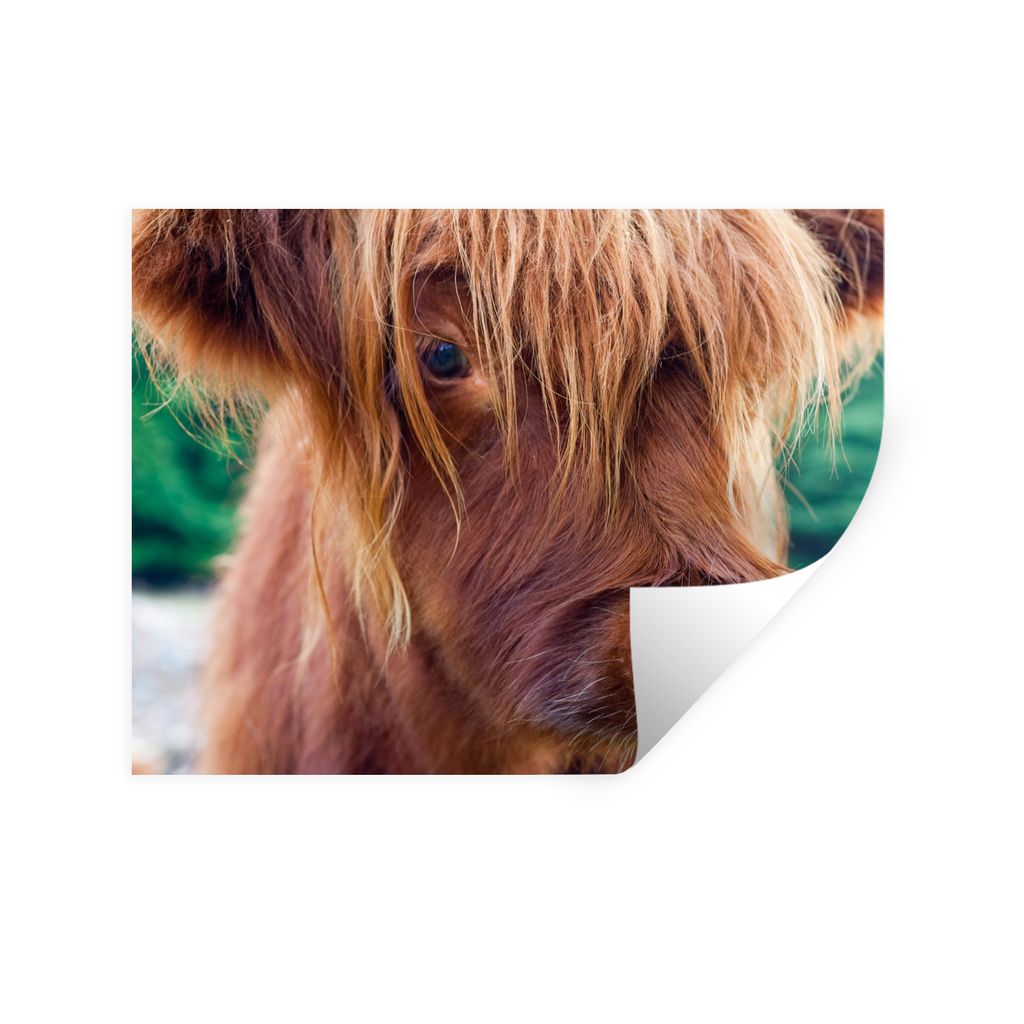 MuchoWow Wandtattoo Wandsticker Wandaufkleber Schottischer Highlander - Braun - Kalb 120x90 cm Selbstklebend und Repositionierbar - Aufkleber