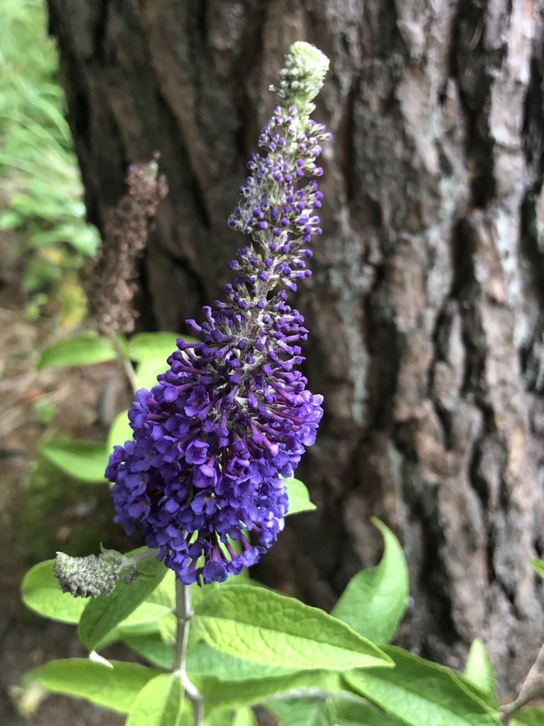 Buddleja davidii ' Empire Blue' - motýlí keř, šeříkové kopí Obrázek produktu 